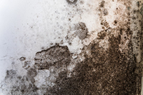 black mold 2
