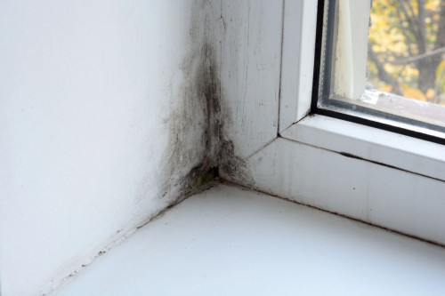 black mold 3