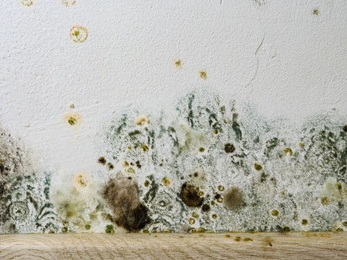 mold 1