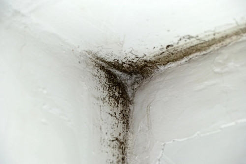 toxic mold 3