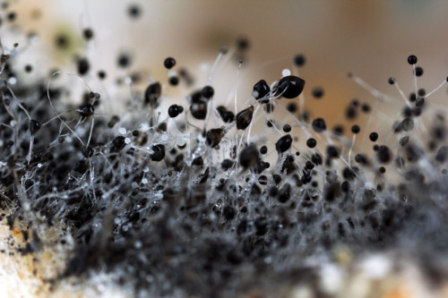 toxic mold