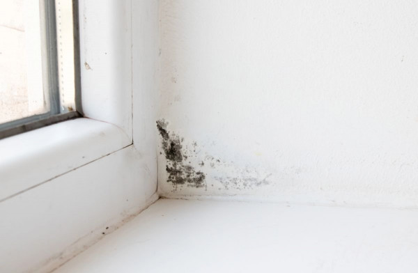 Mold Mitigation in Nashville, Franklin, Murfreesboro, Mt. Juliet, Brentwood, Smyrna, TN, and the Surrounding Areas