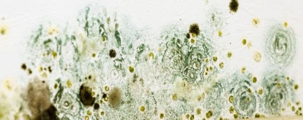 Mold Remediation, Removal & Testing in Murfreesboro, TN