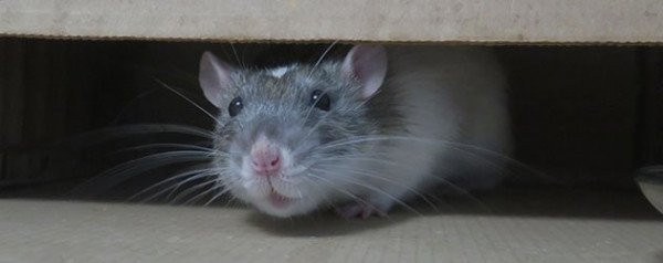 Rodent Cleanup in Brentwood, Franklin, Mt. Juliet, Murfreesboro, Nashville, Smyrna, TN, and the Surrounding Areas