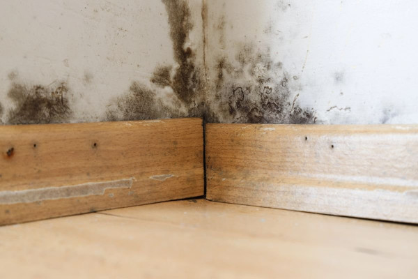 The Health Risks of Mold: More Than Just Allergies in Nashville, Brentwood, Franklin, Murfreesboro, Mt. Juliet, Smyrna, TN, and the Surrounding Areas