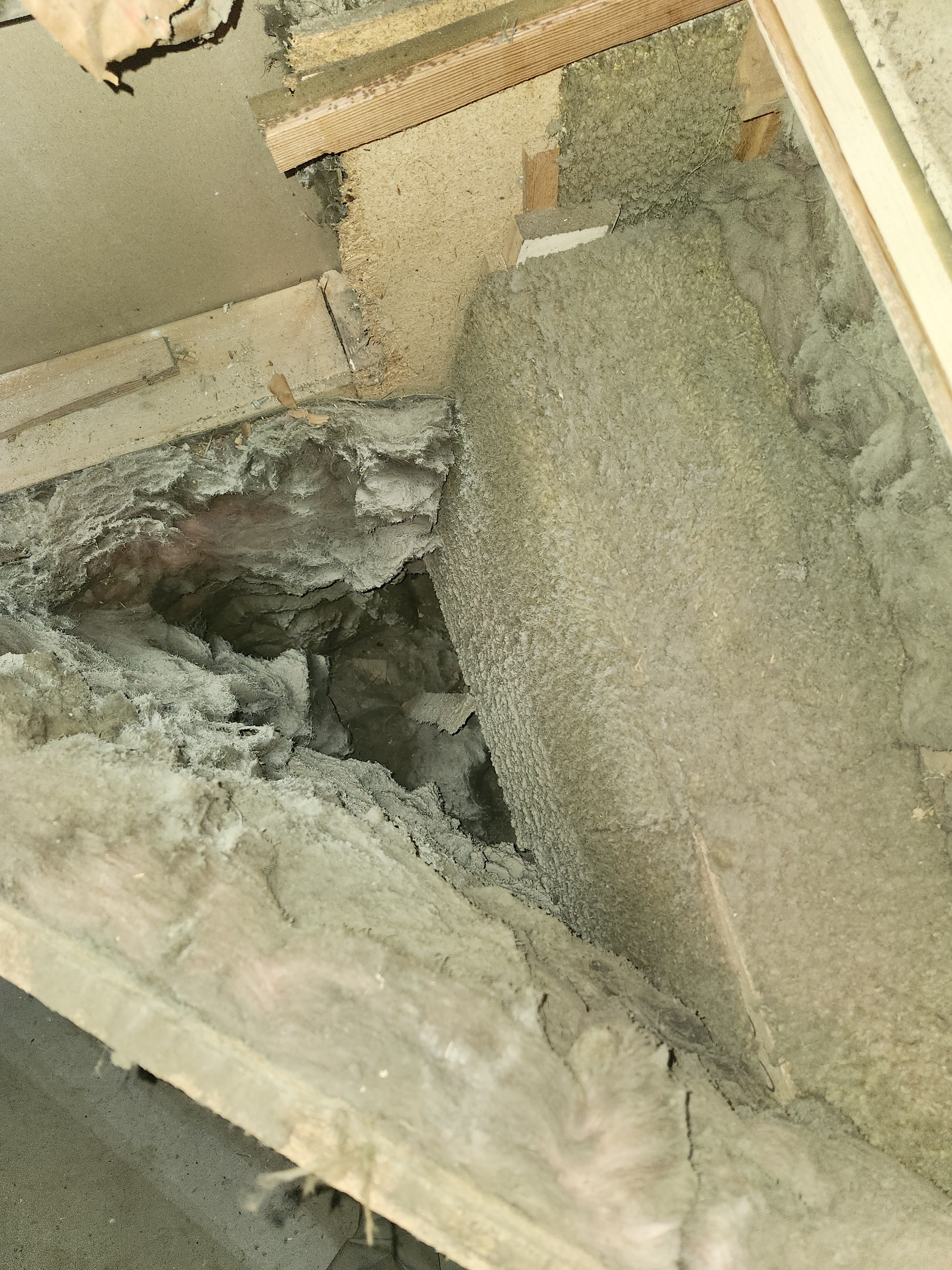 The Top 10 Commonly Asked Questions about Mold Remediation