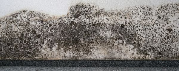 Toxic & Black Mold Removal and Remediation in Nashville, TN