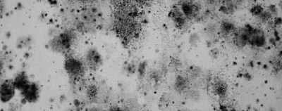 Toxic Mold Remediation in Nashville, Brentwood, Mt. Juliet, Smyrna, Murfreesboro, Franklin, TN, and the Surrounding Areas