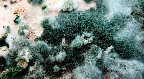 Why You Should Never Ignore Mold in Rental Properties in Nashville, Franklin, Williamson County, Murfreesboro, Mt. Juliet, Brentwood, TN, and the Surrounding Areas